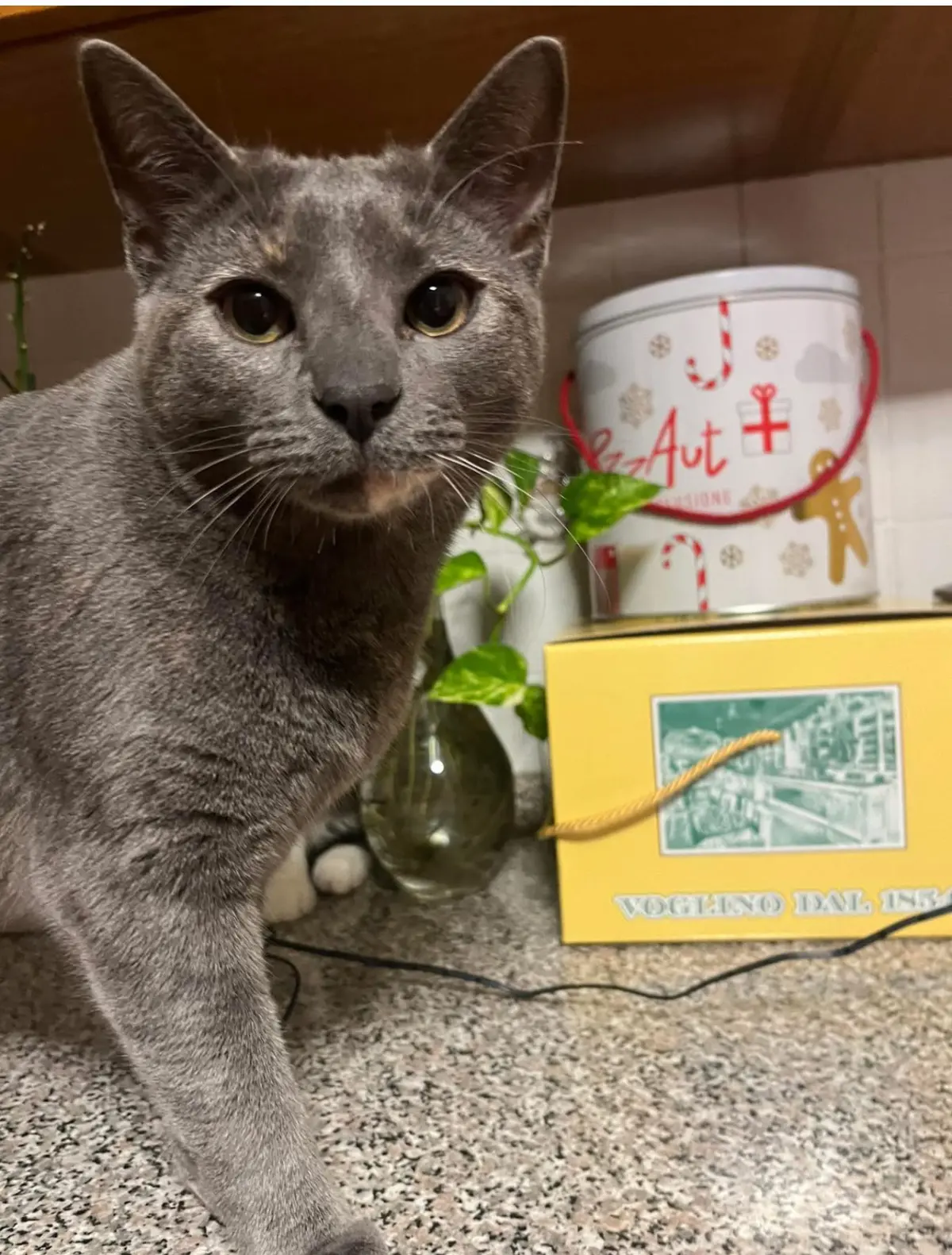 gatta lost   16013 Campo Ligure Sconosciuto