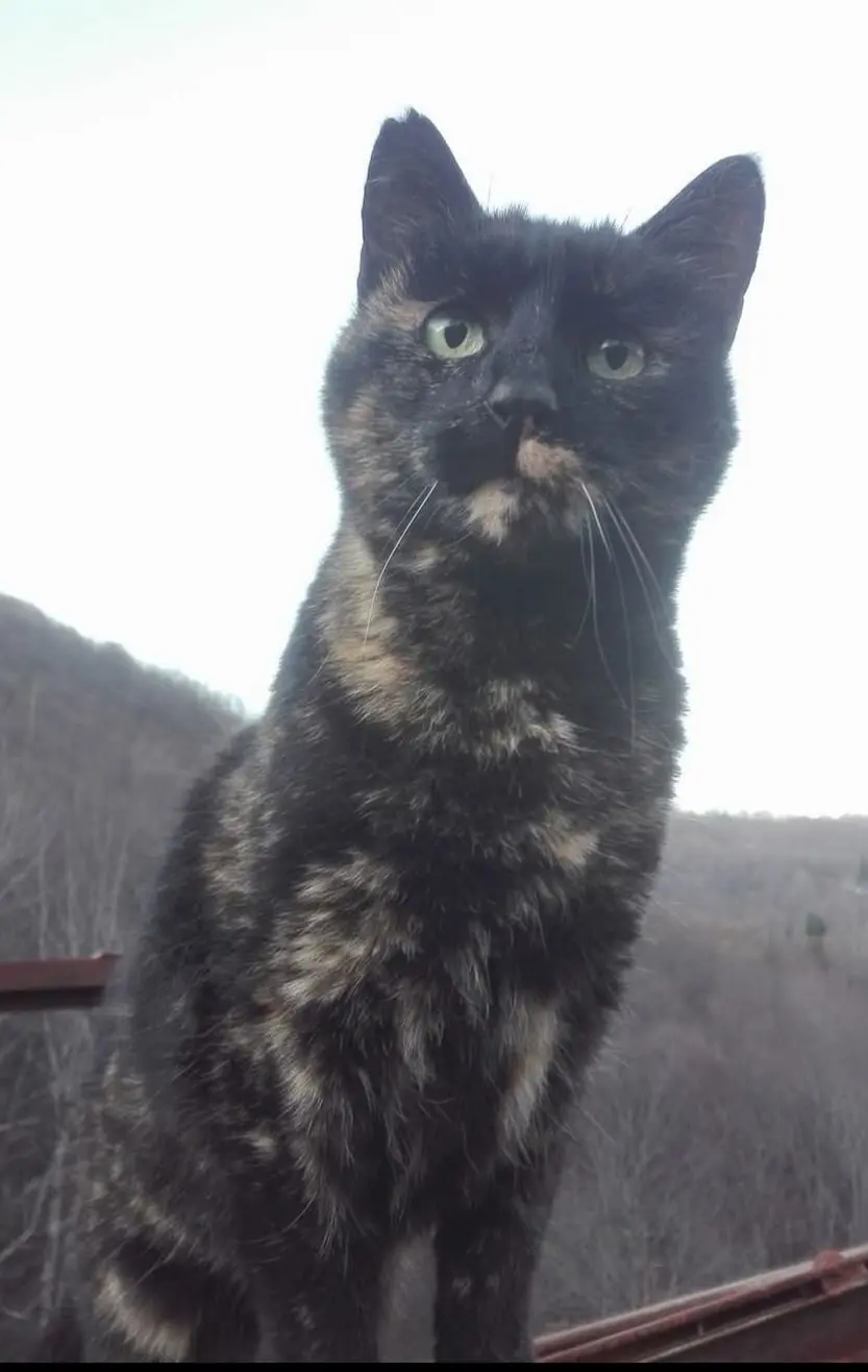 gatta lost   16029 Torriglia Signorina