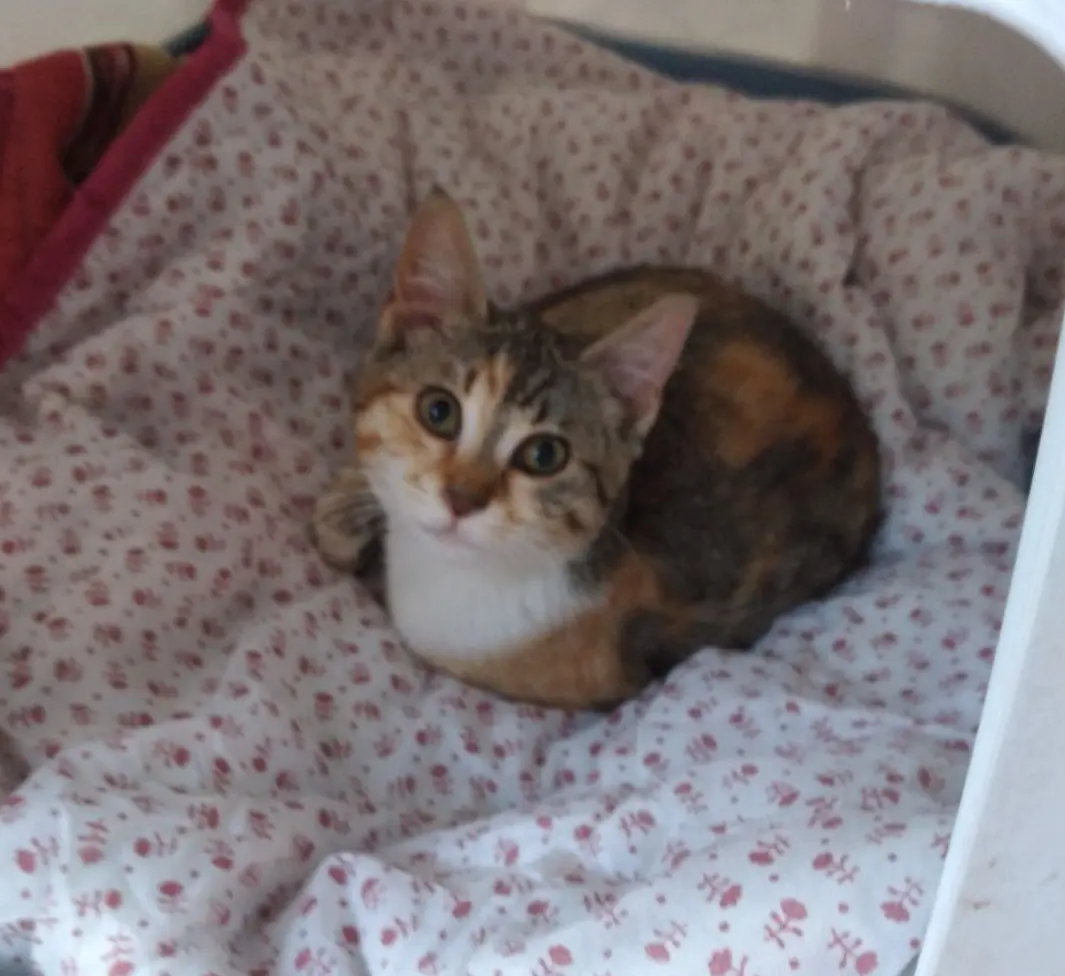 gatta lost    Mele Tigrotta