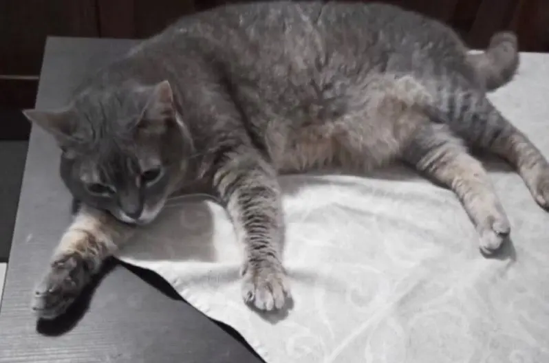 gatta lost   34073 Grado / Grau Kitty