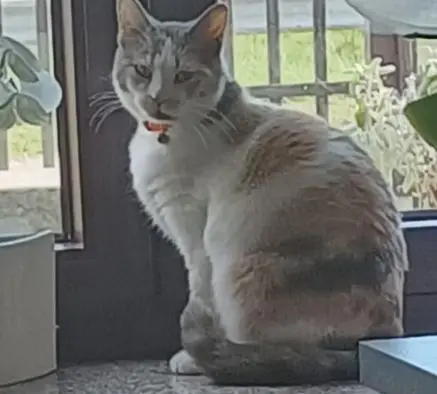 gatta lost   34170 Gorizia Mecchia