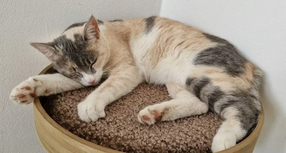 gatta lost   34170 Gorizia Trico