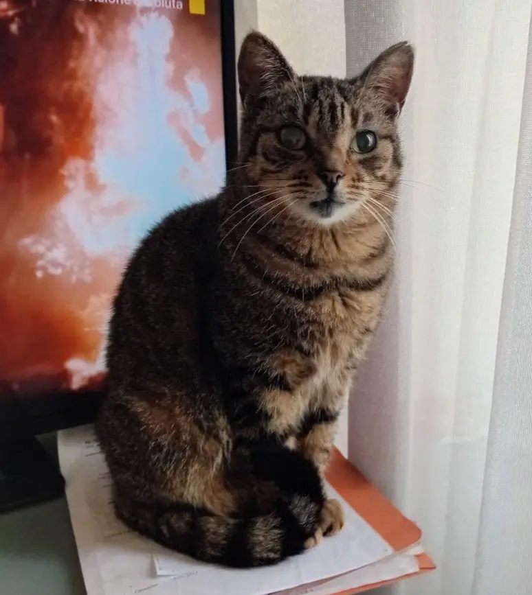 gatta lost    Grosseto Lunina