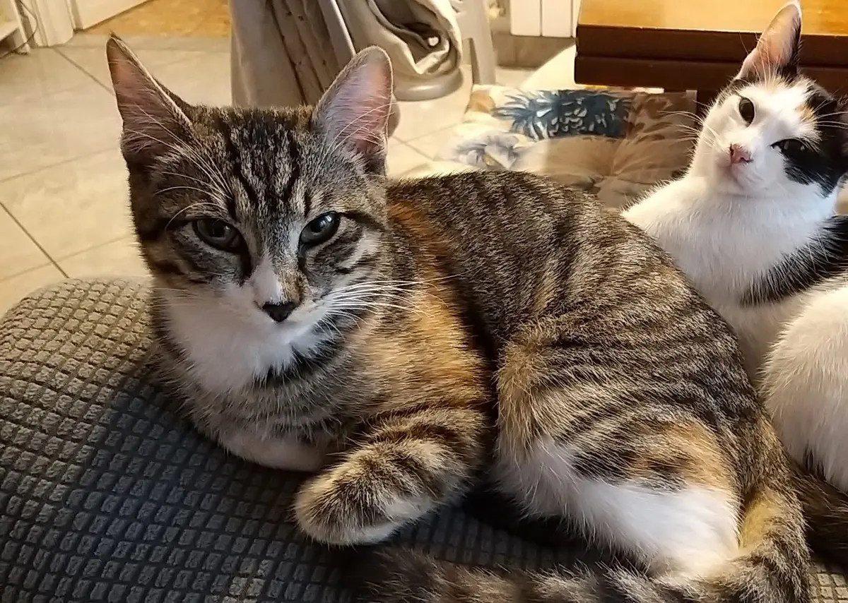 gatta lost     Arline