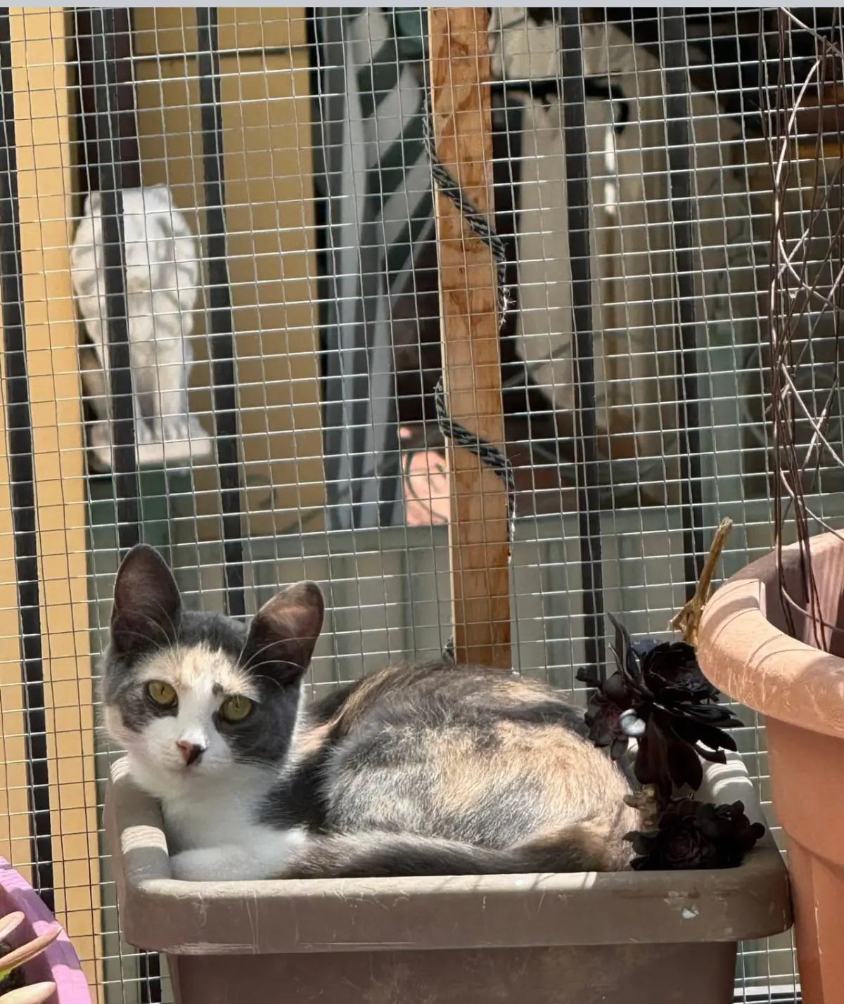 gatta lost    Vintimille Lola