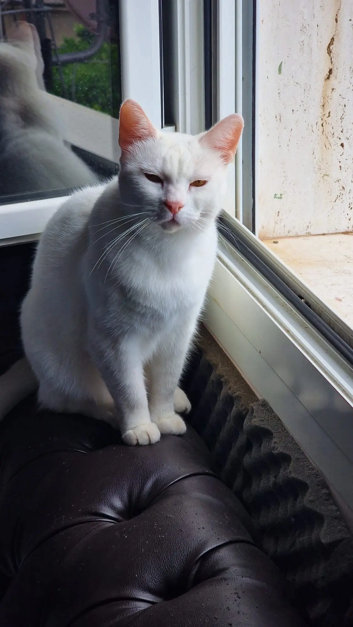 gatta lost   18100 Imperia Minù