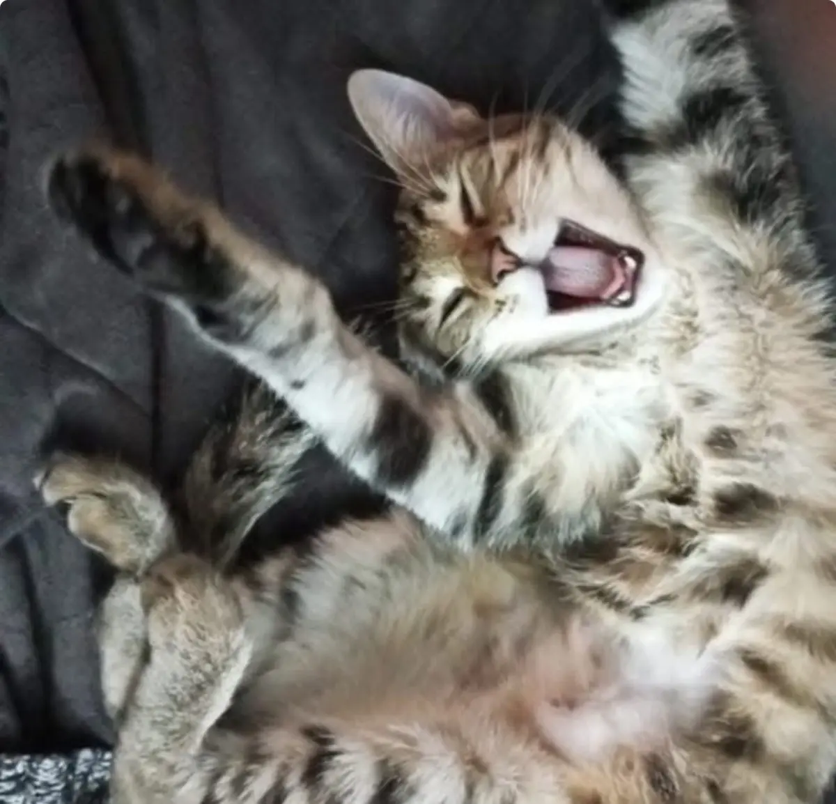 gatta lost   18034 Sanremo Rea