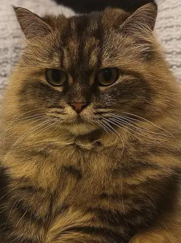 gatta lost    Merate Africa