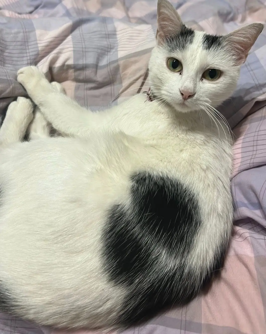 gatta lost   23900 Lecco Kaysi