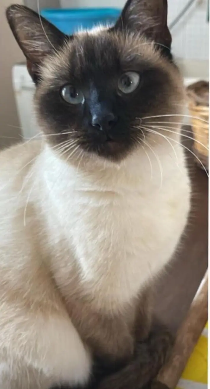 gatta lost   73021 Calimera Luna