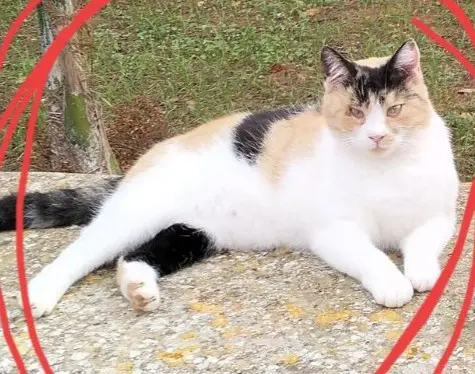 gatta lost    Specchia Pina