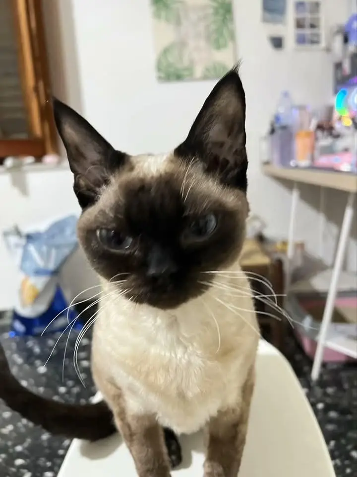 gatta lost    Livourne Cocco