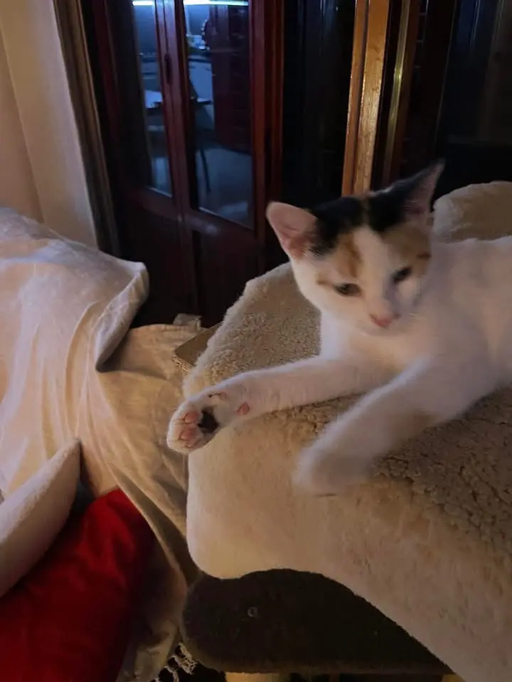 gatta lost    Livourne Smarrita