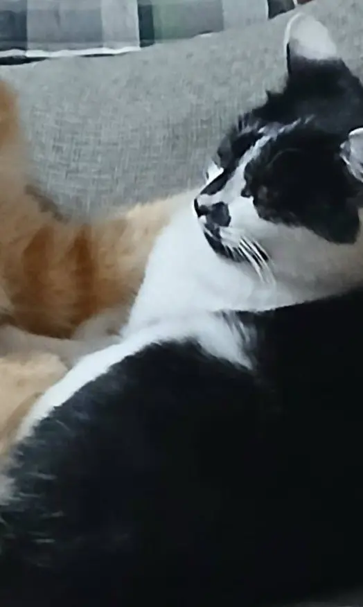 gatta lost   20852 Villasanta Briciola