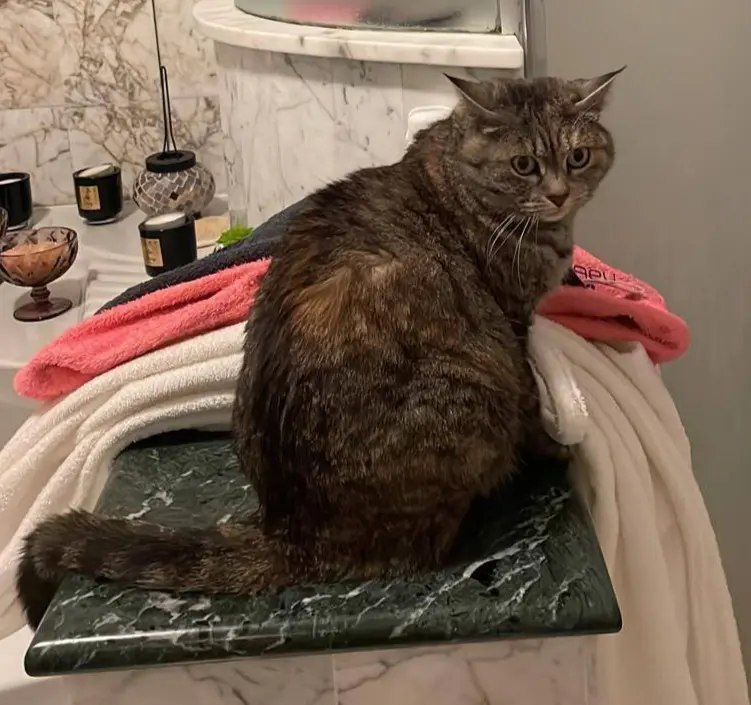 gatta lost   20832 Desio Cristal