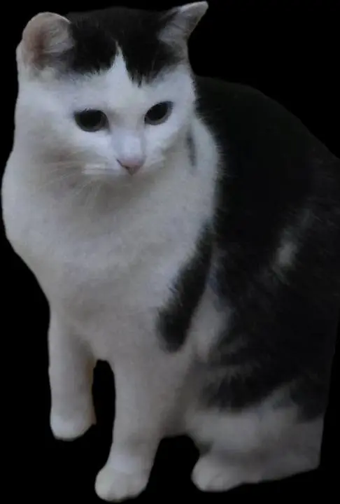 gatta lost   20871 Vimercate Maya /micia