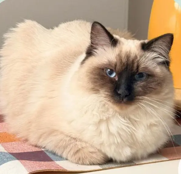 gatta lost   20900 Monza Ophelia