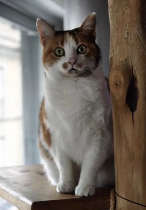 gatta lost   20811 Cesano Maderno Zoe