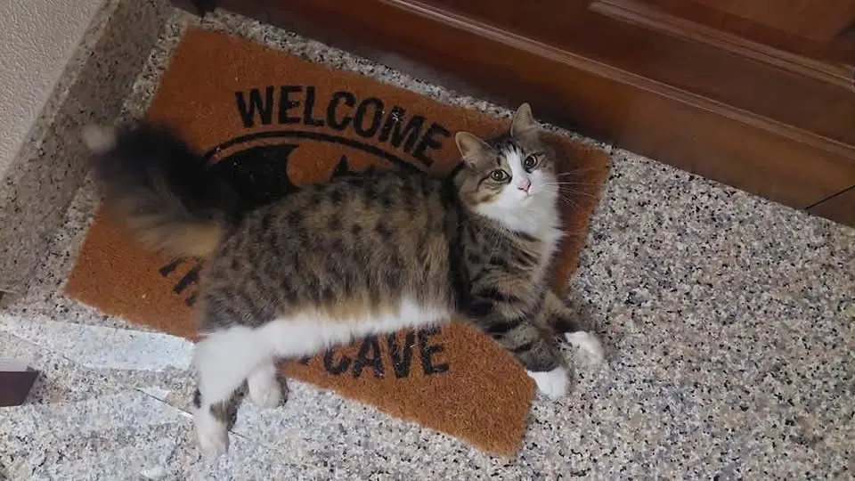 gatta lost   62012 Civitanova Marche Bussi