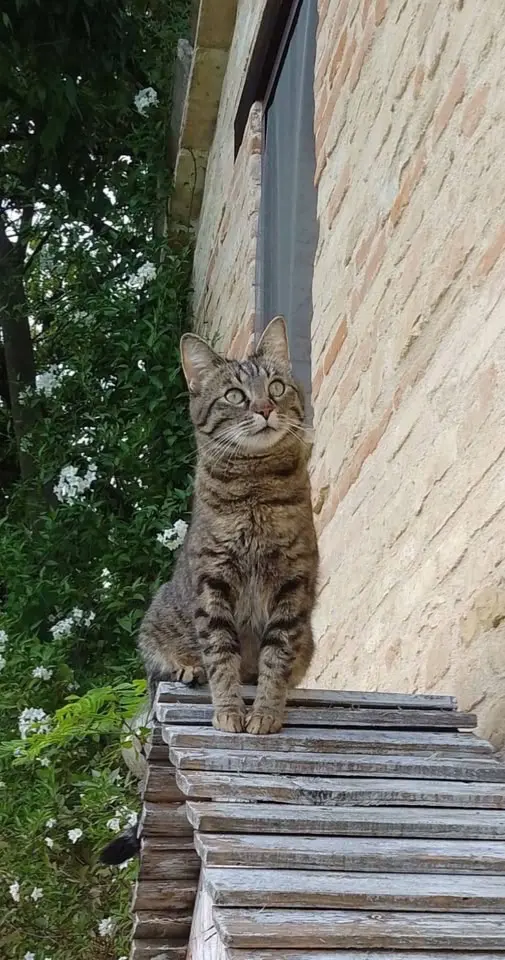 gatta lost    Urbisaglia Dora
