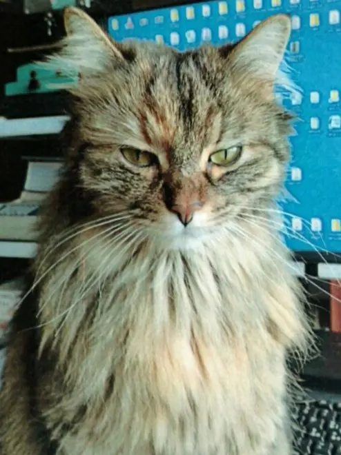 gatta lost   62014 Corridonia Felicia