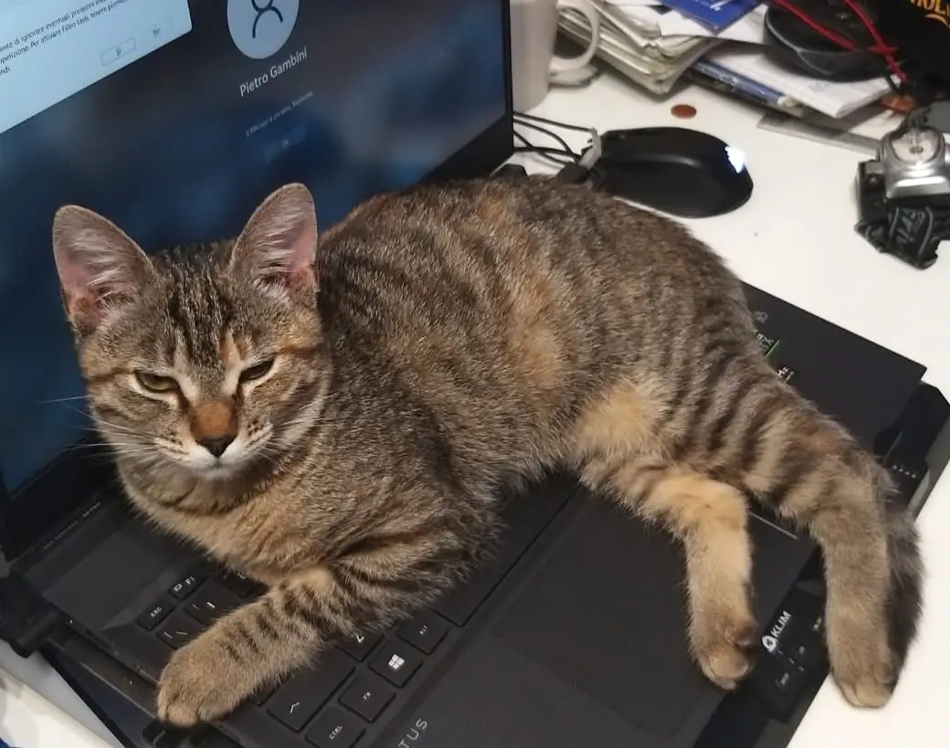 gatta lost  Contrada Santa Lucia  Pollenza Kira