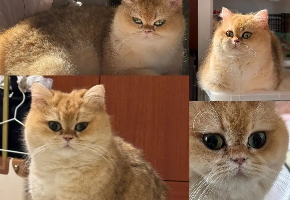 gatta lost   20039 Canegrate Juzi