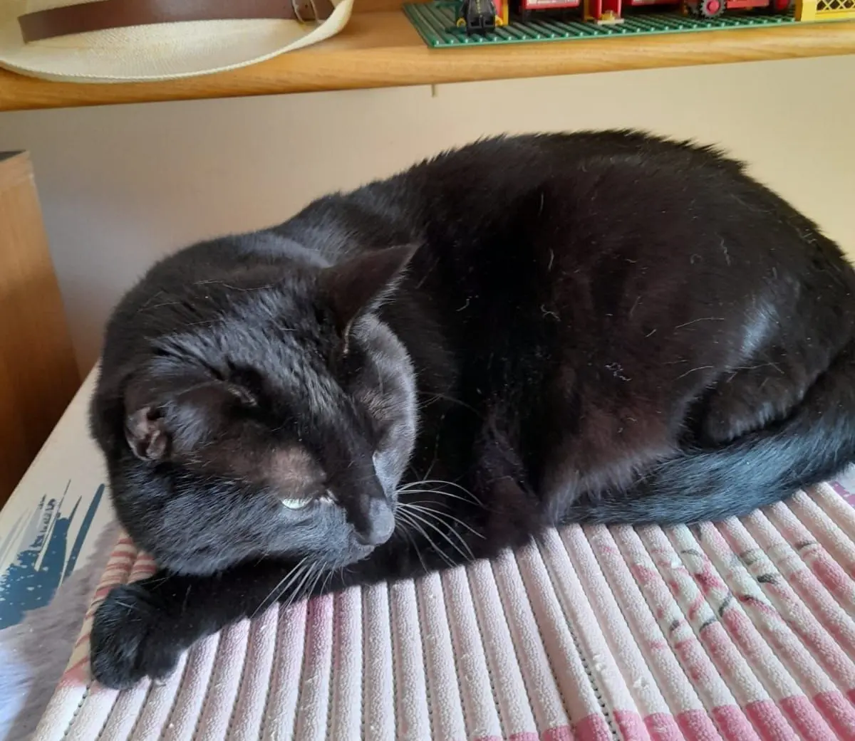 gatta lost   20021 Bollate Luna