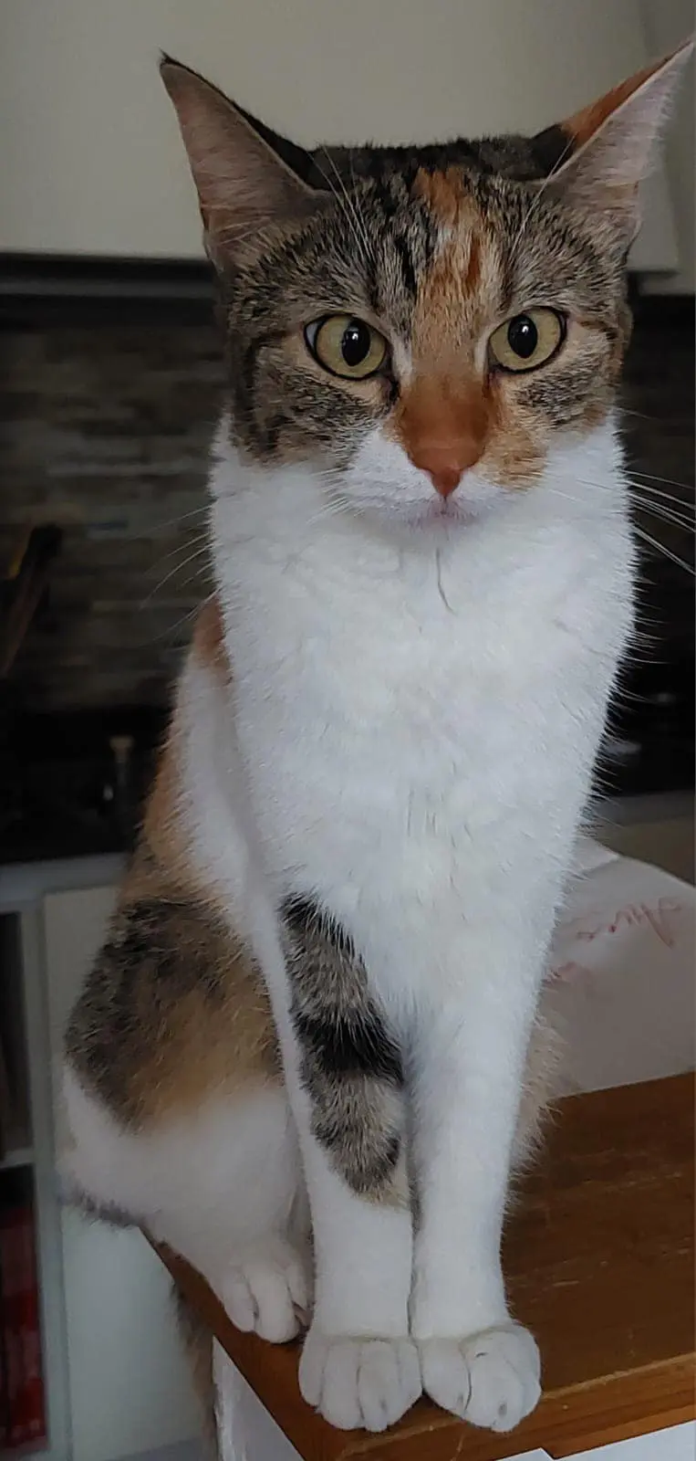 gatta lost   20011 Corbetta Luna