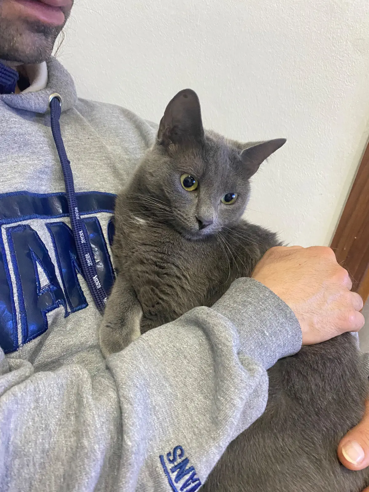 gatta lost   20009 Vittuone Luna