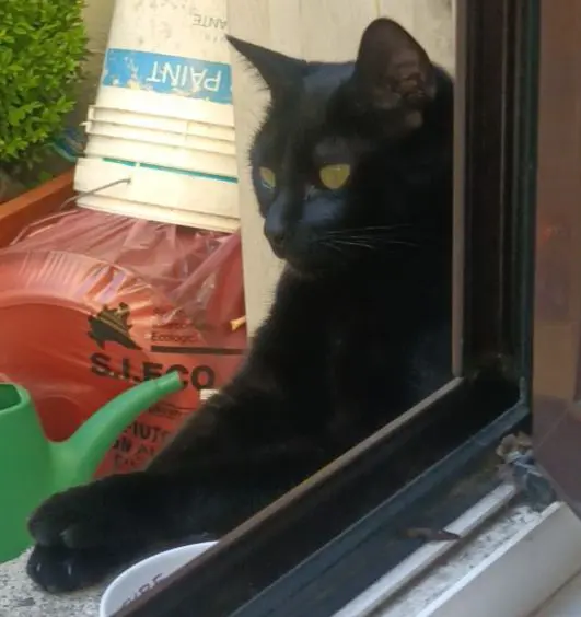 gatta lost   20025 Legnano Mela