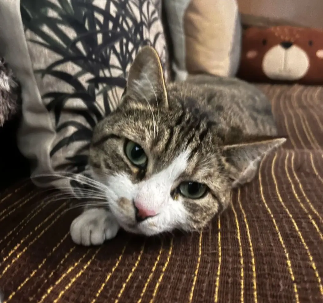 gatta lost   20090 Buccinasco Micia