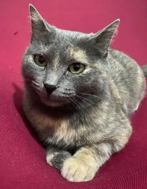 gatta lost    Milan Betty