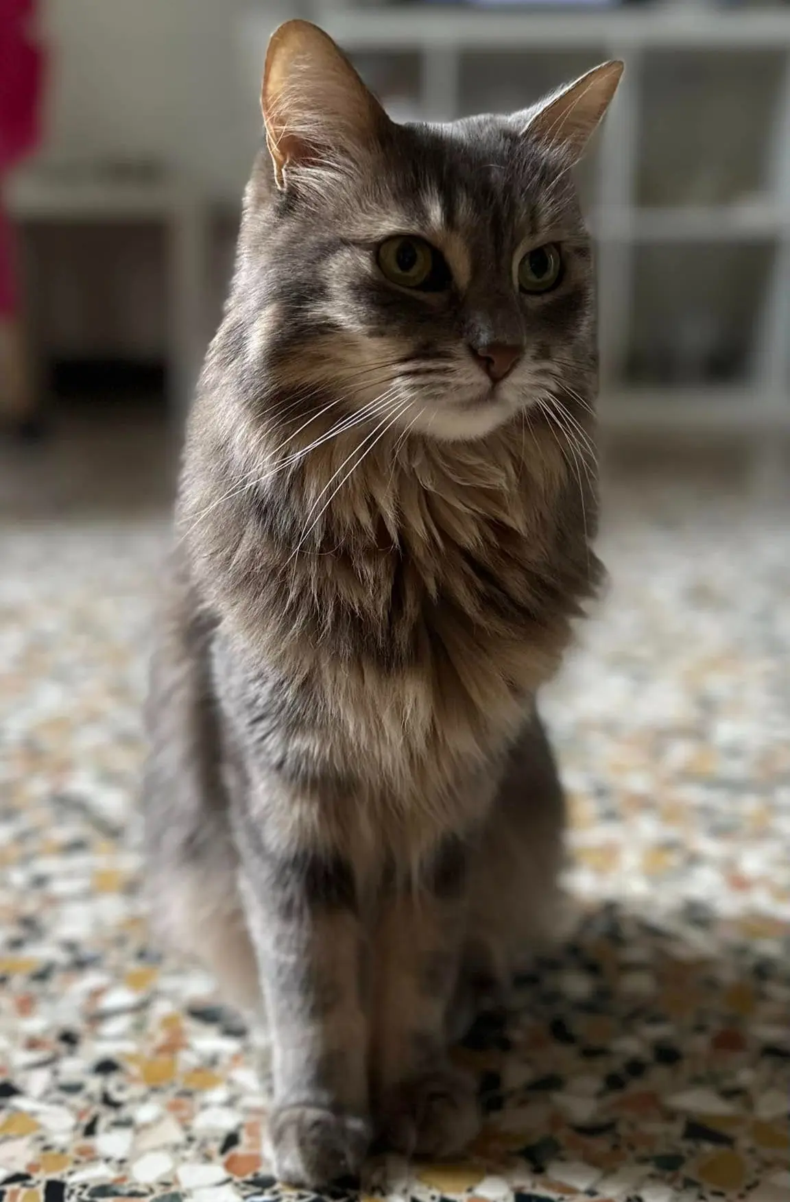 gatta lost    Milan Chanel