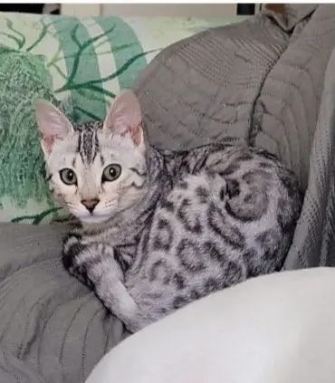 gatta lost    Milan Kiara