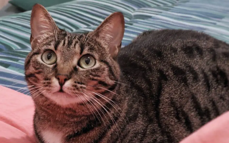 gatta lost    Milan Lady