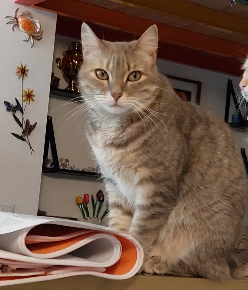 gatta lost    Milan Matisse