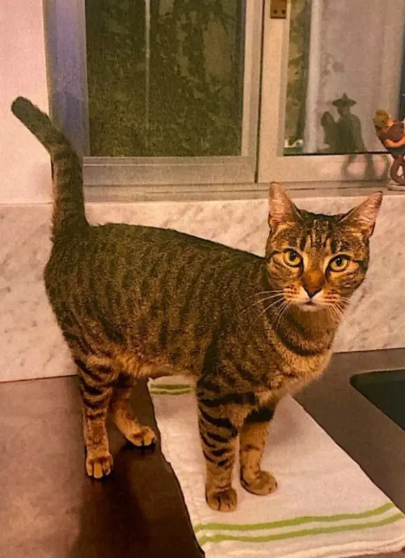 gatta lost    Milan Moosh