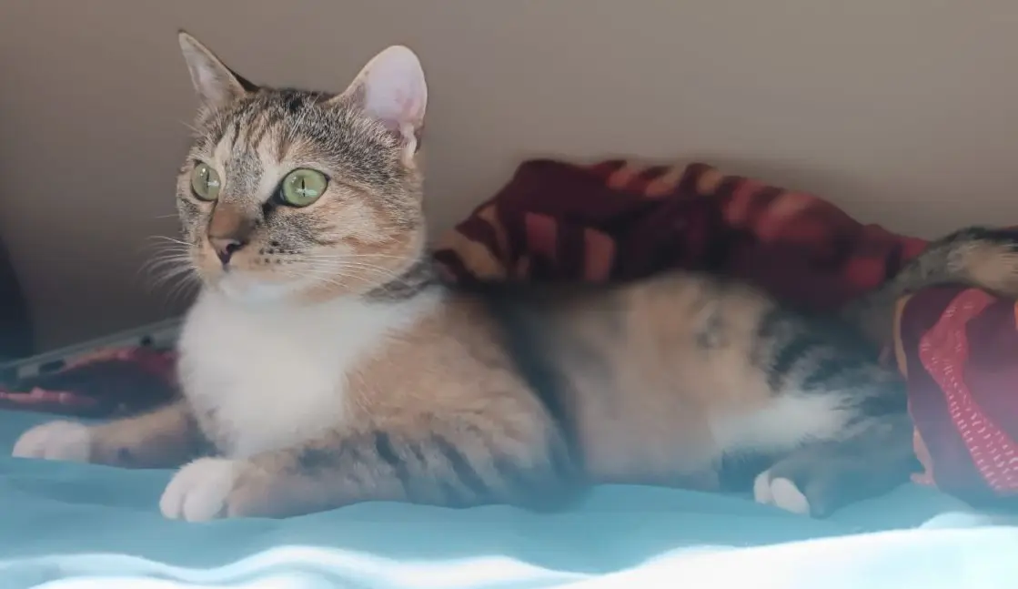 gatta lost    Milan Nala