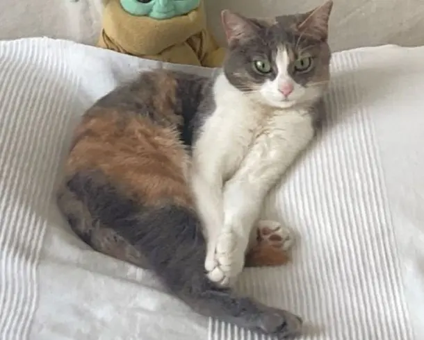 gatta lost    Milan Sasha