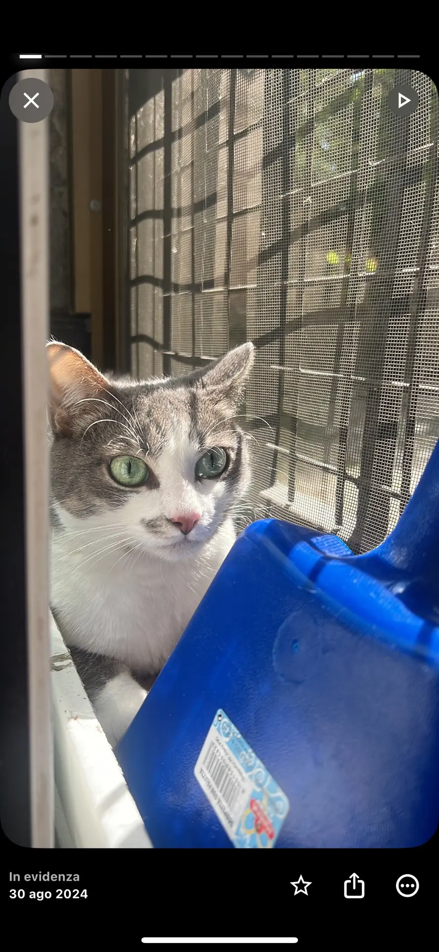 gatta lost    Milan Serenella