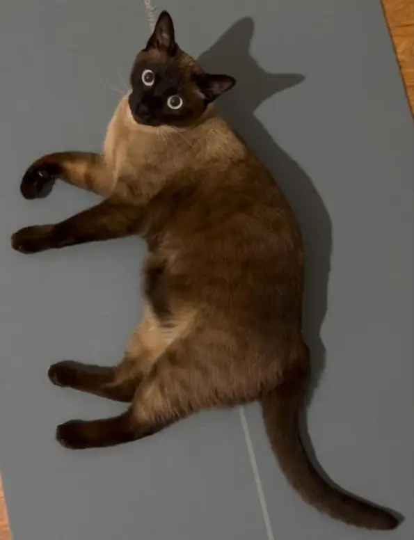 gatta lost    Milan Tana