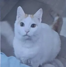 gatta lost    Milan Titti