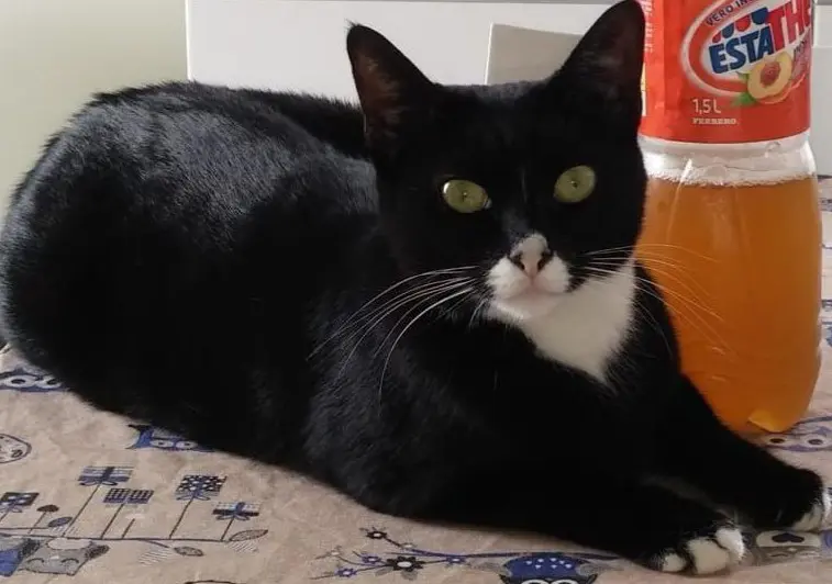 gatta lost   20025 Legnano Milù