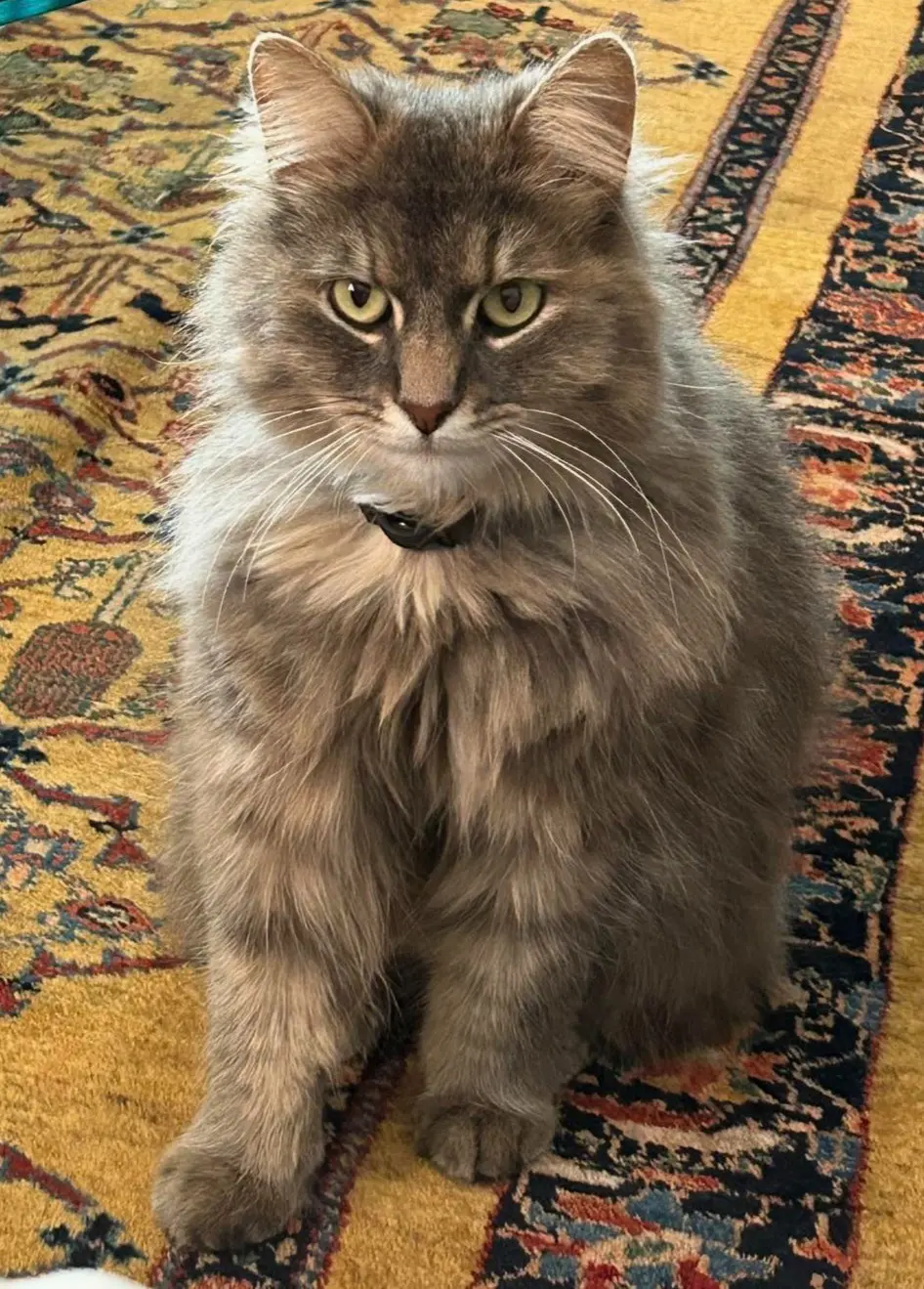 gatta lost   20045 Lainate Moon