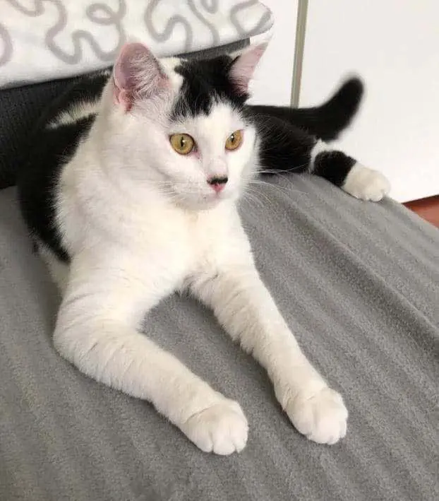 gatta lost   20017 Rho Poffy