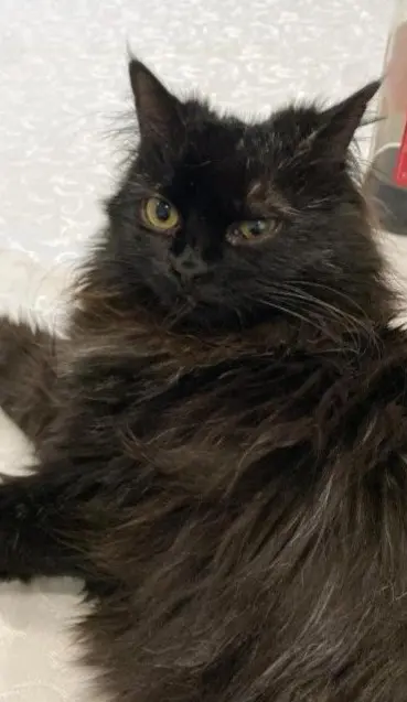 gatta lost   20015 Parabiago Polly