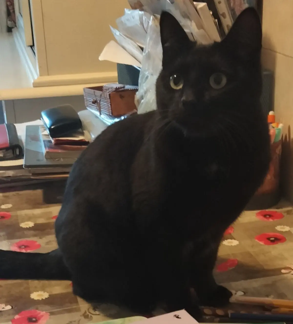 gatta lost    Binasco Reina