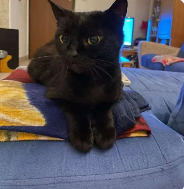 gatta lost   20033 Solaro Sophie