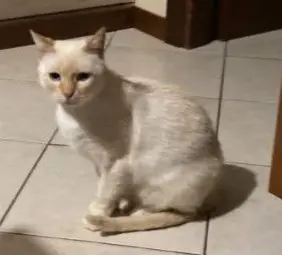 gatta lost   20022 Castano Primo Viola